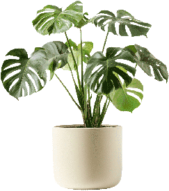 monstera2